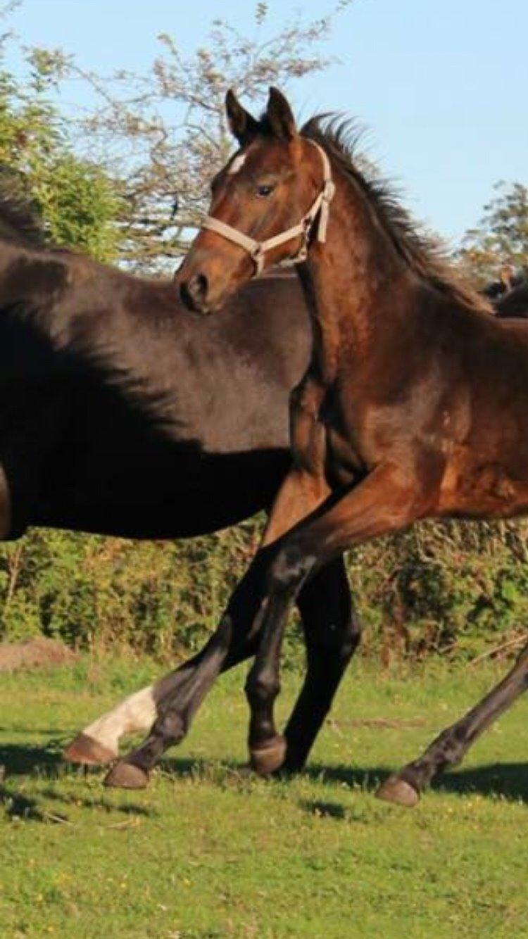 Anden særlig race magnificent courage billede 9