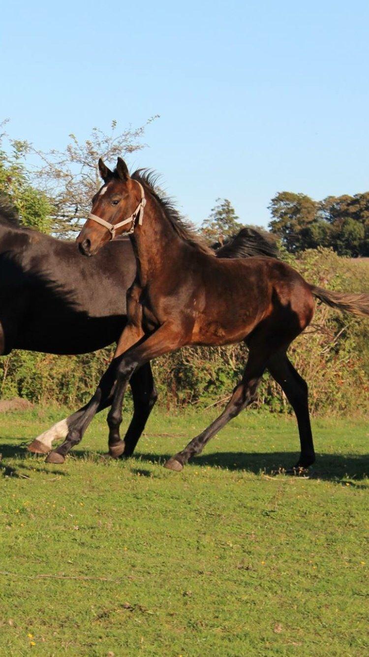 Anden særlig race magnificent courage billede 10