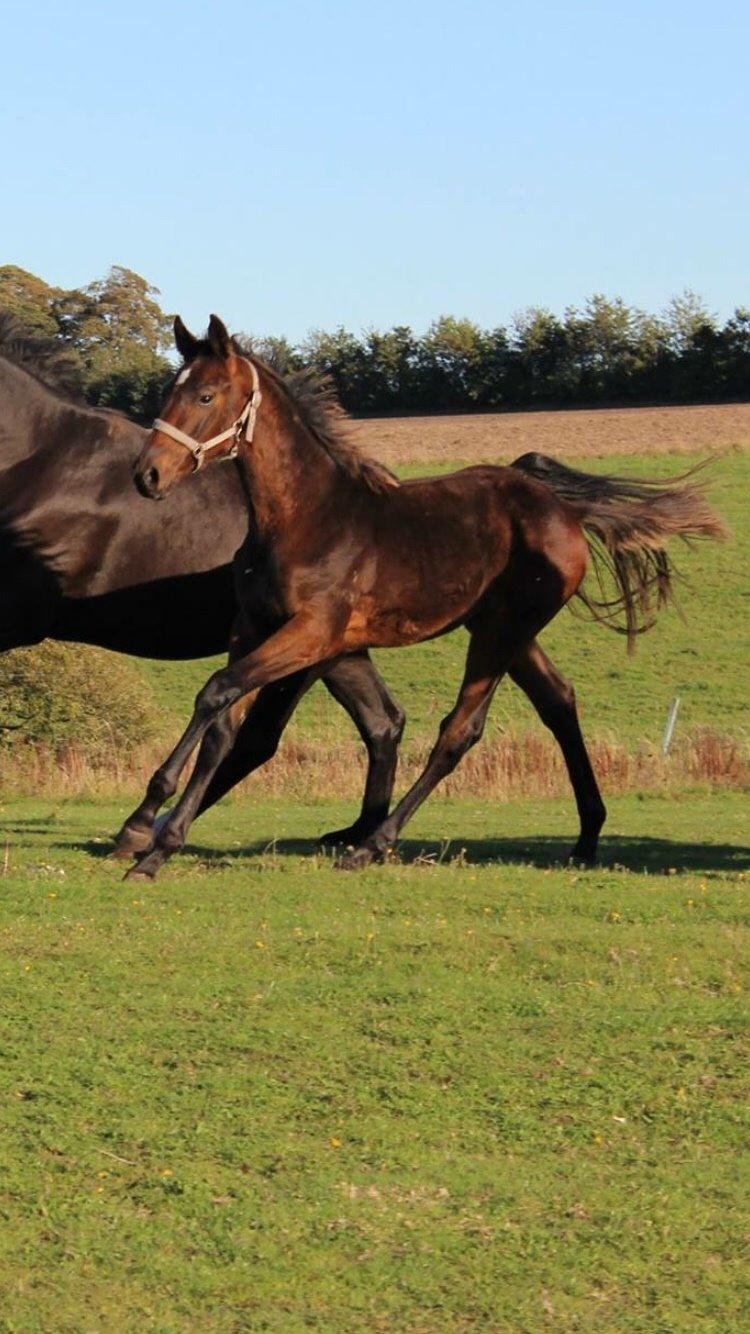 Anden særlig race magnificent courage billede 11