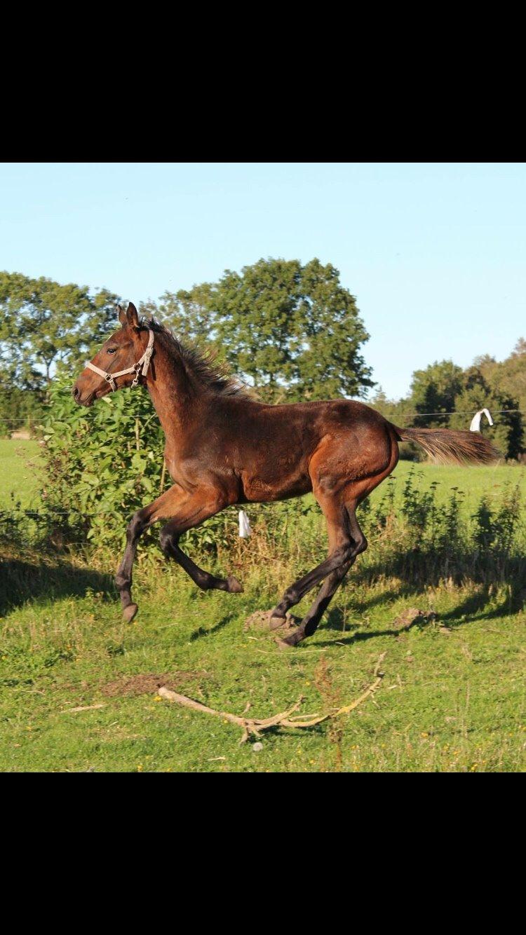 Anden særlig race magnificent courage billede 12