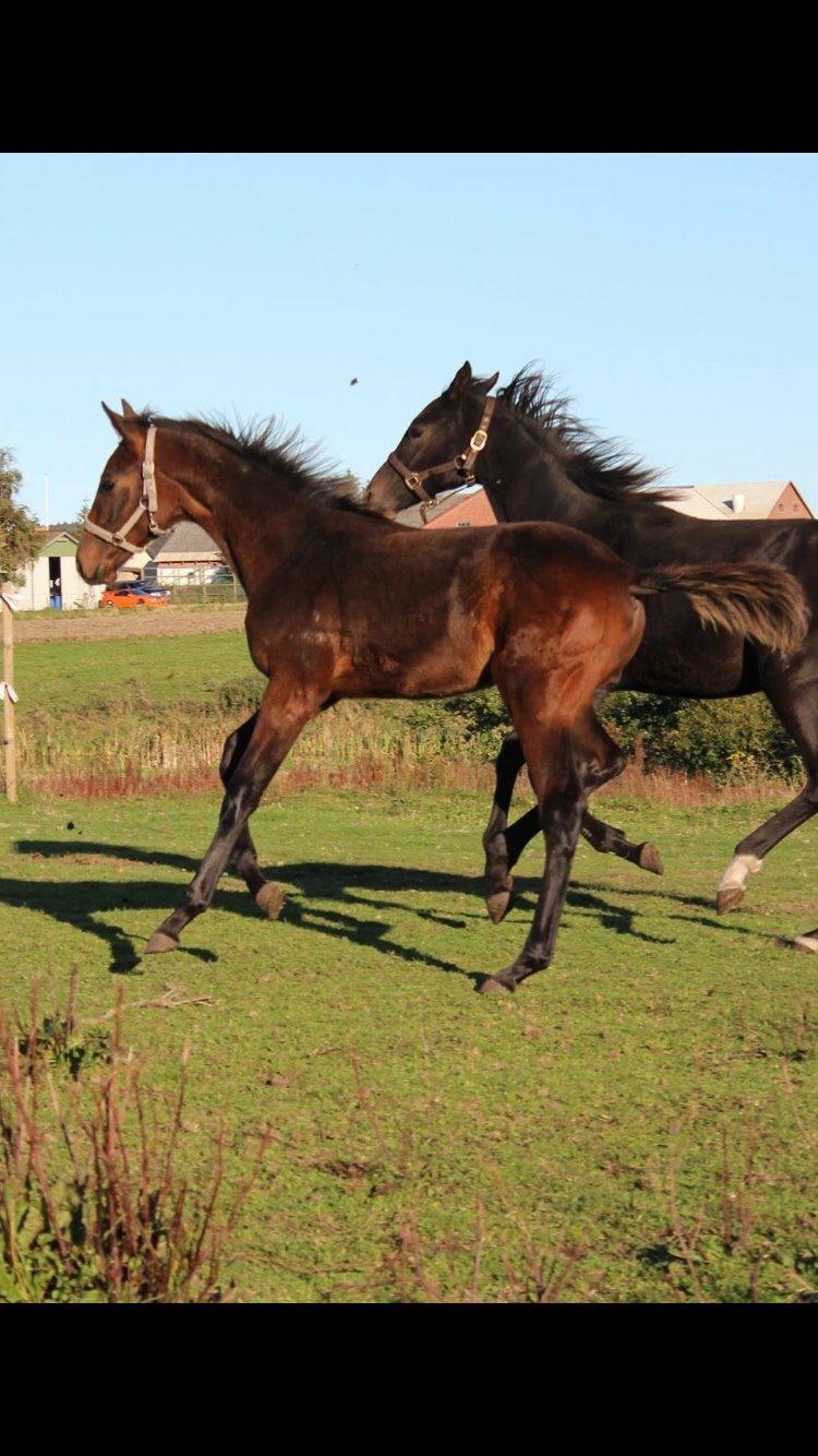 Anden særlig race magnificent courage billede 13