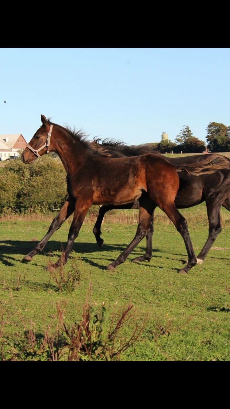 Anden særlig race magnificent courage billede 14