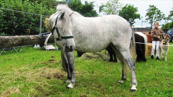 Welsh Mountain (sec A) gribsvads Rebecca billede 2