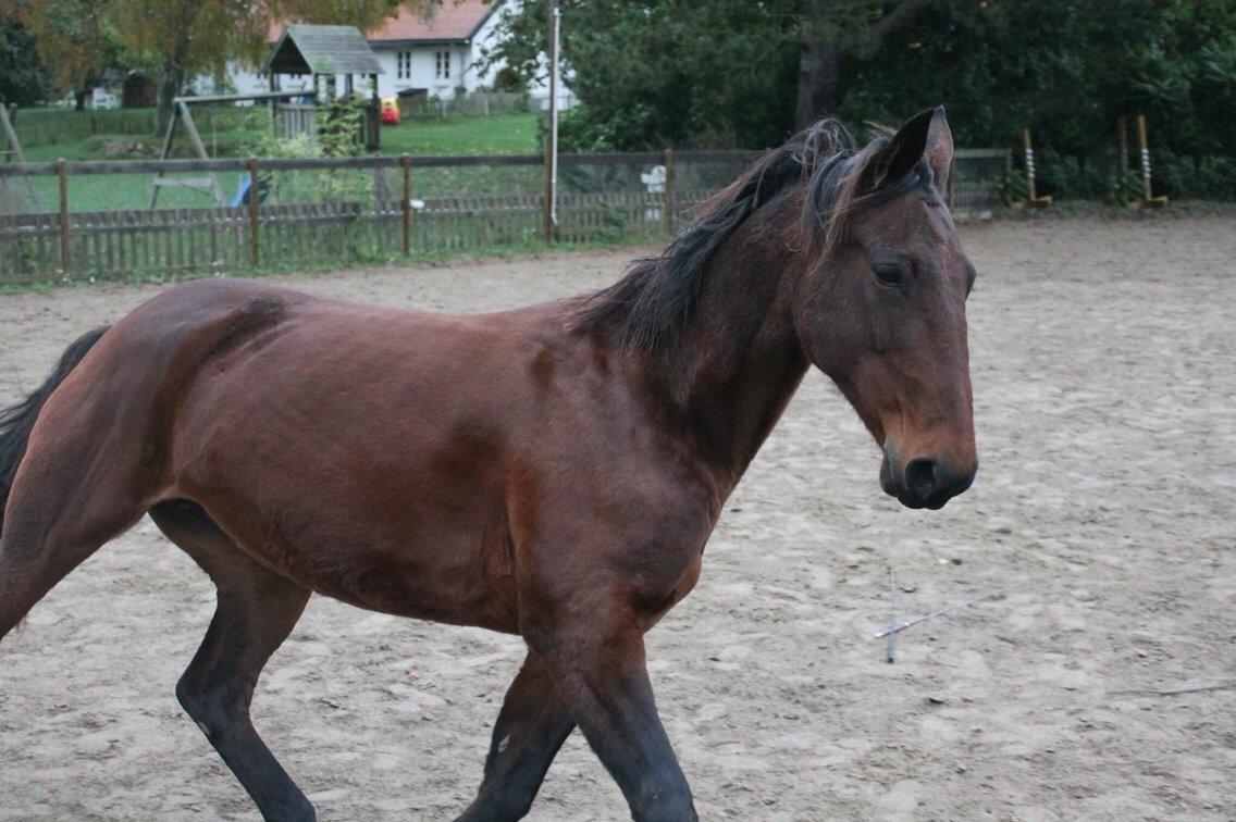 Traver Lady Barca billede 15