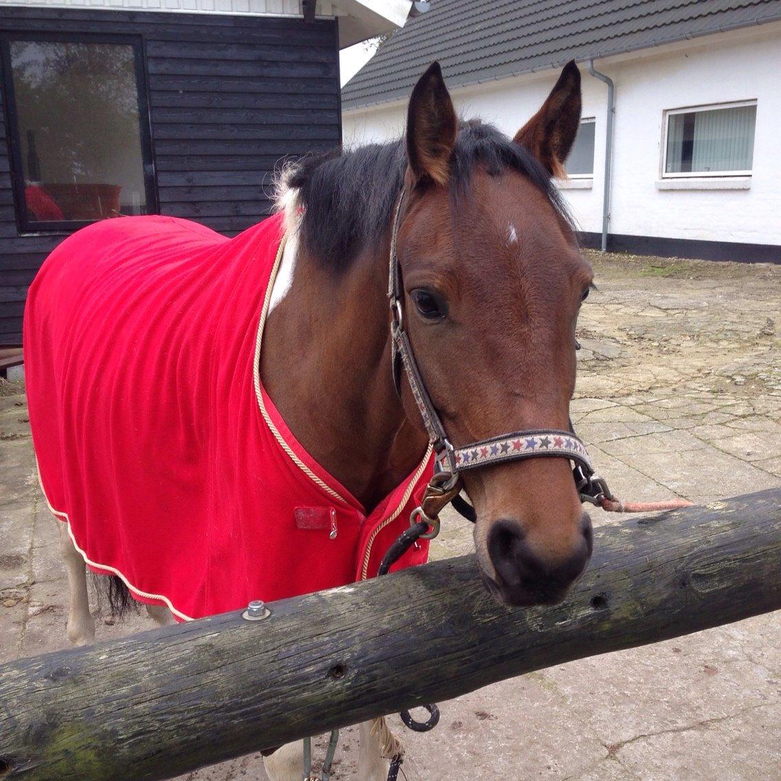 Pinto Robin billede 1