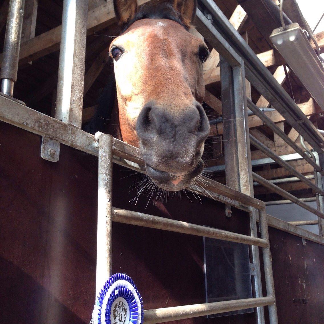 Pinto Robin billede 5