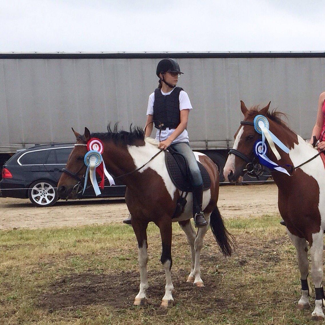 Pinto Robin billede 6