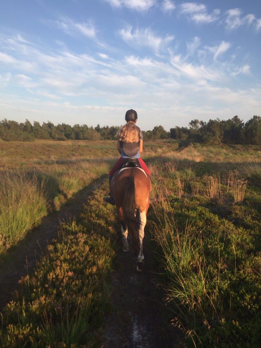 Pinto Robin billede 7