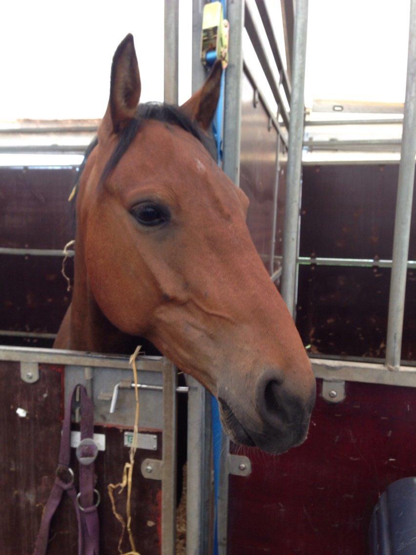 Pinto Robin billede 9