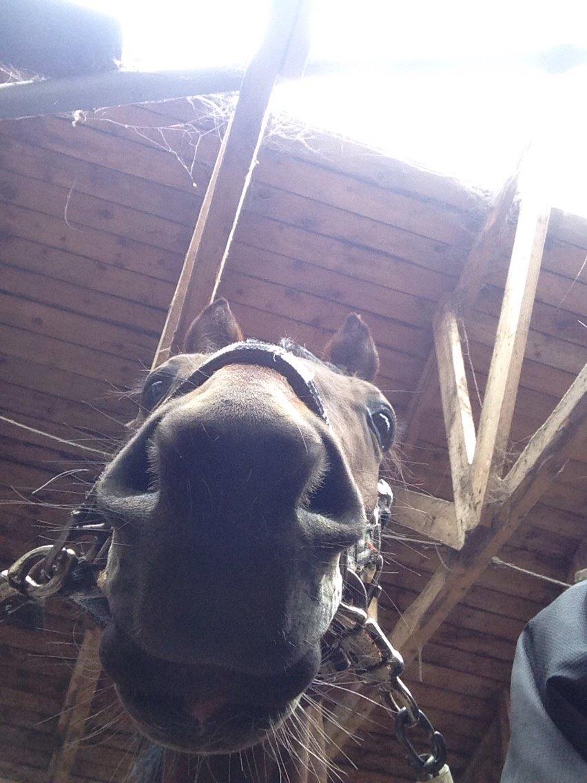 Pinto Robin billede 11