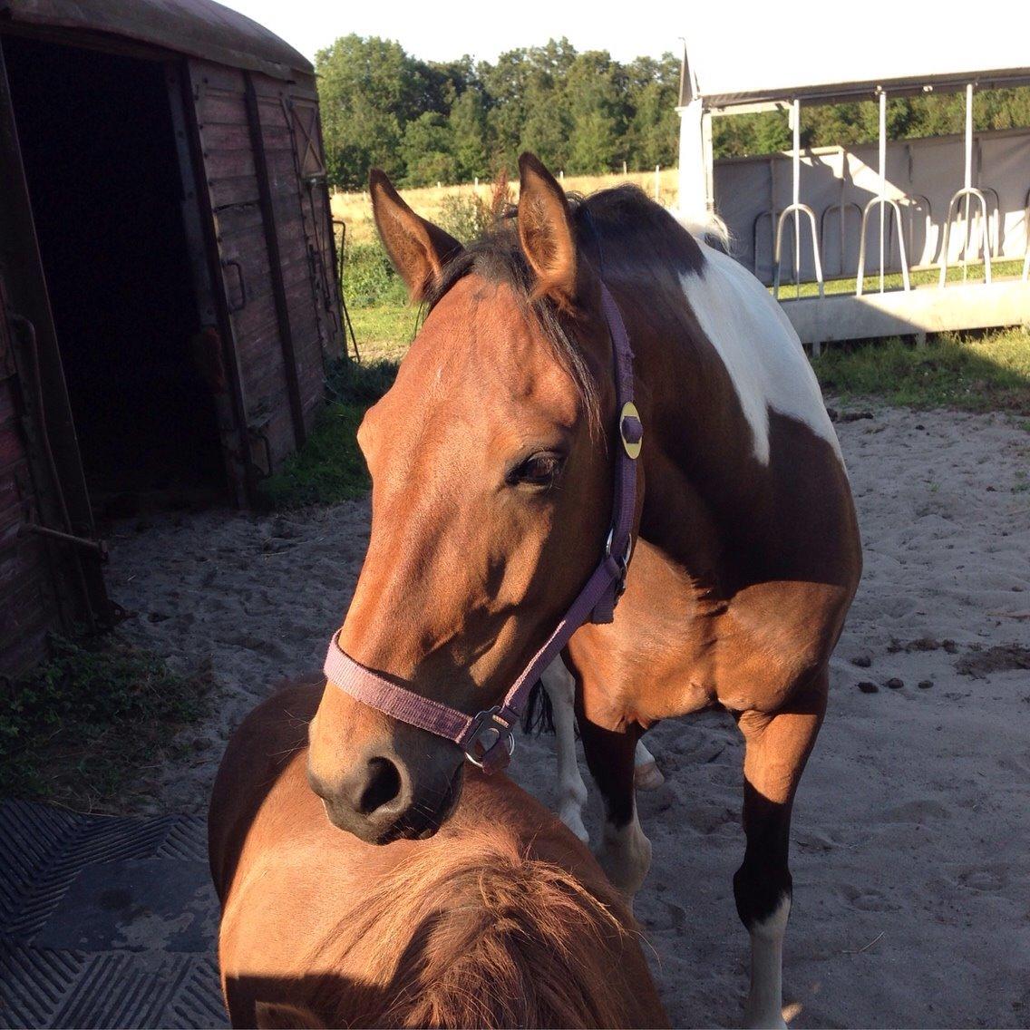 Pinto Robin billede 14