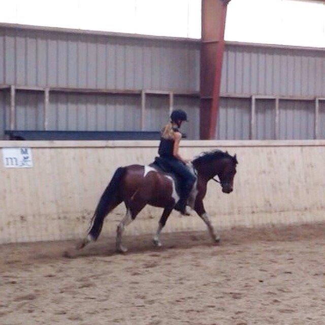 Pinto Robin billede 15