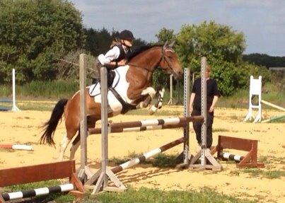 Pinto Robin billede 16