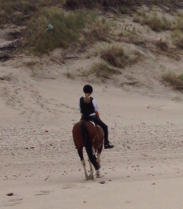 Pinto Robin billede 17