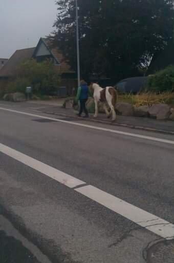 Tinker Satin's Gevalia  billede 14