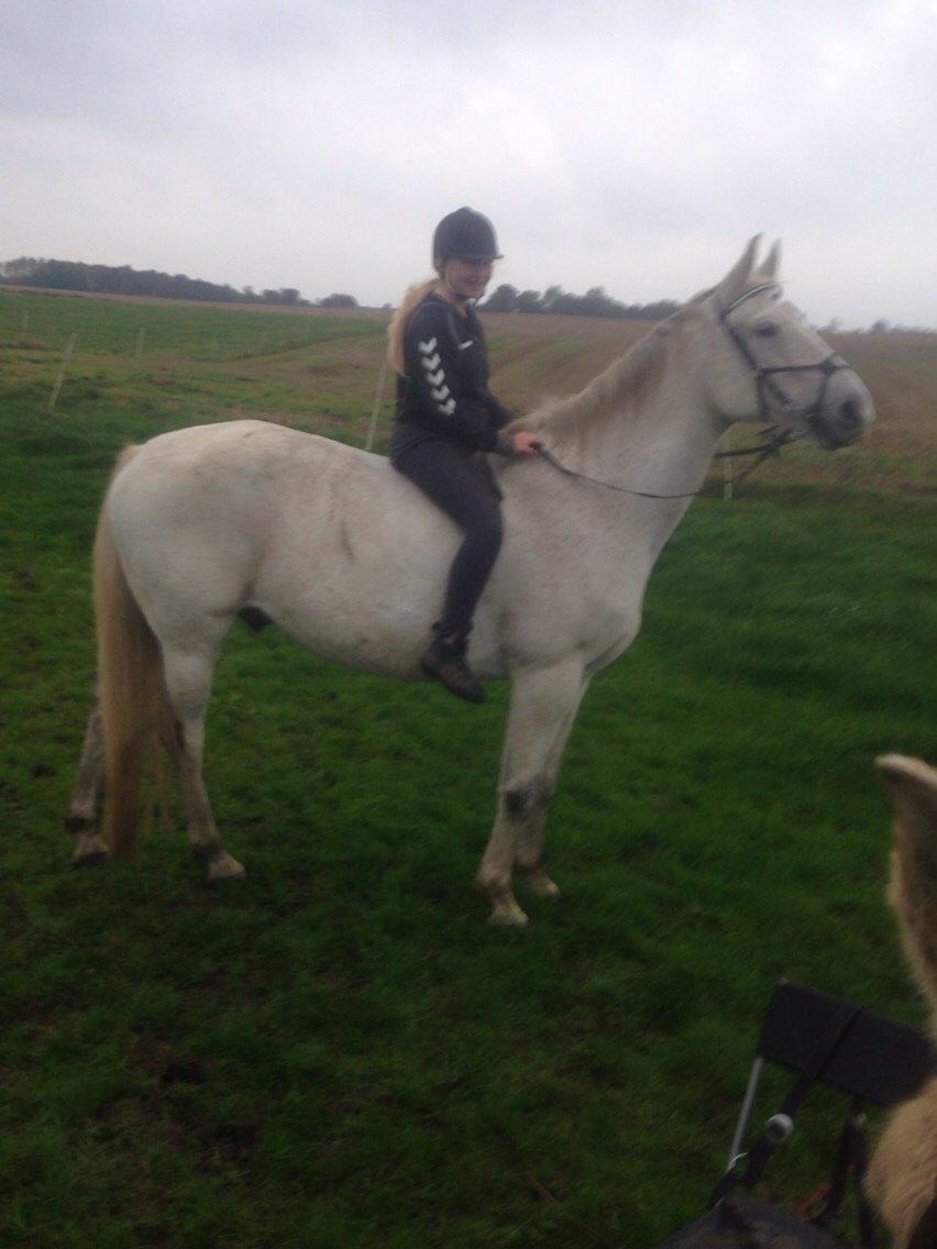 Anden særlig race Gaystar Clinton - solgt billede 10