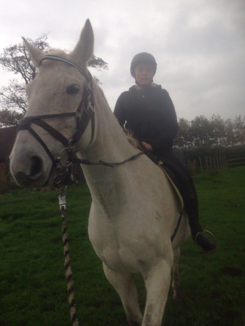 Anden særlig race Gaystar Clinton - solgt billede 11