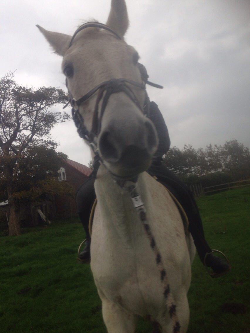 Anden særlig race Gaystar Clinton - solgt billede 12