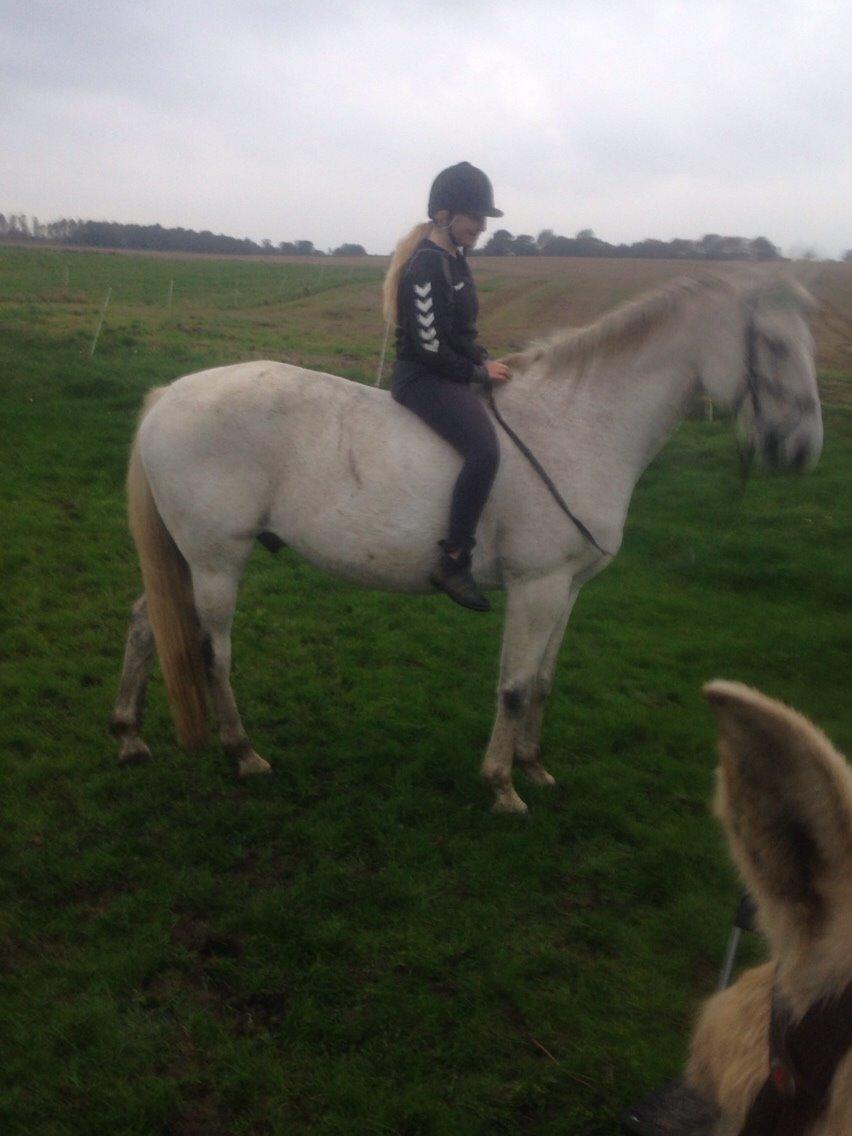 Anden særlig race Gaystar Clinton - solgt billede 13