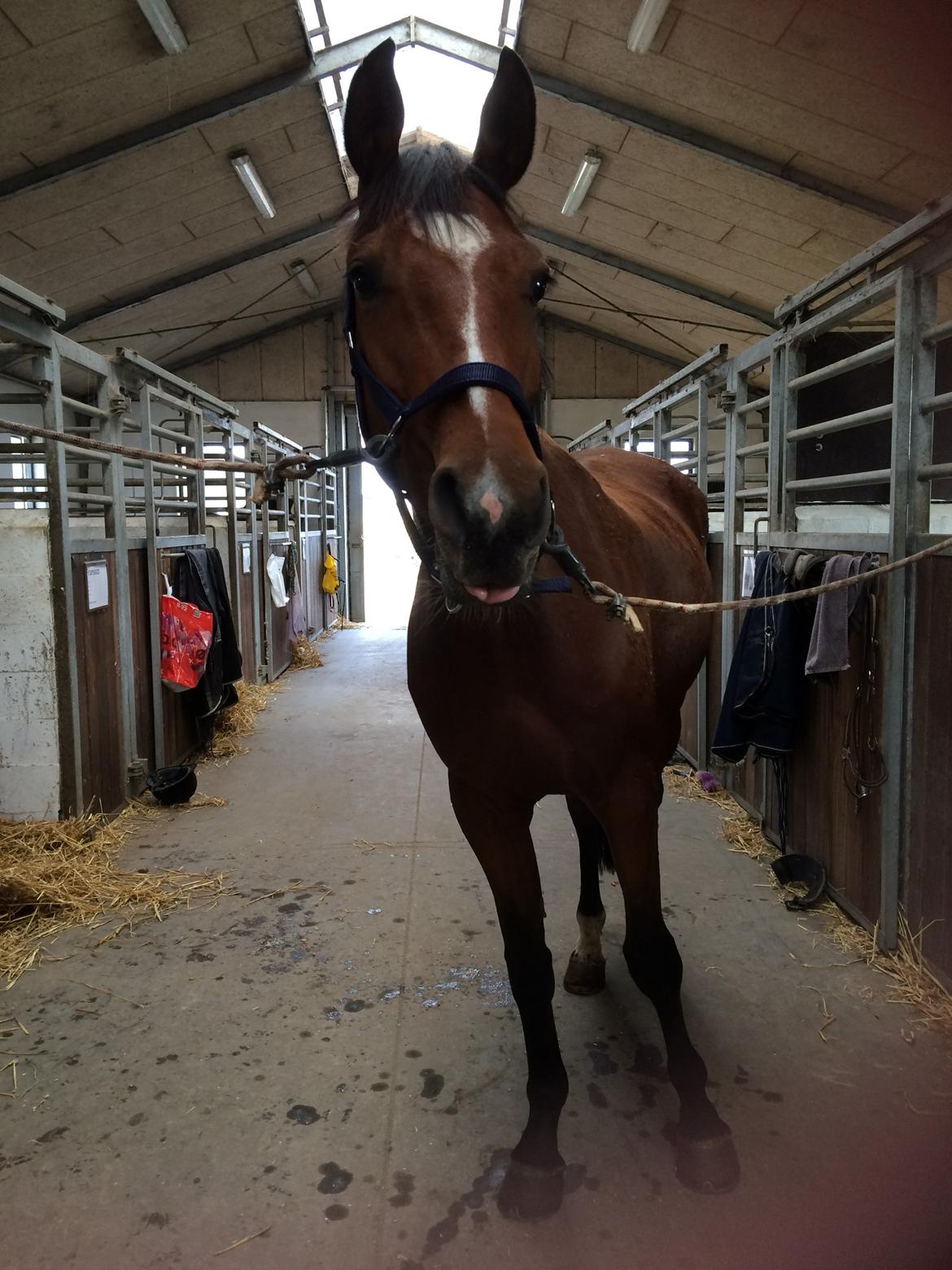 Fuldblod (XX) Skovkær's Pagazzo - Lige inden han blev hentet😔😭❤️💔 billede 20