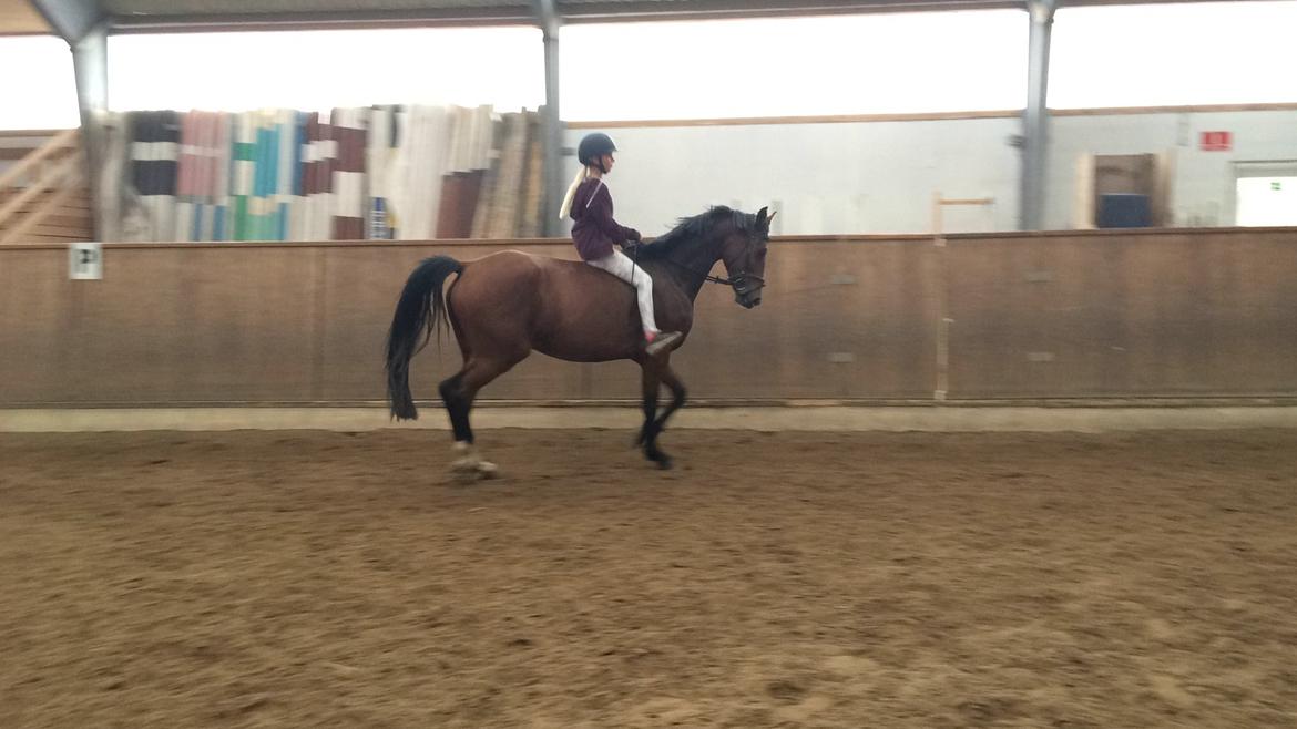 Fuldblod (XX) Skovkær's Pagazzo billede 18