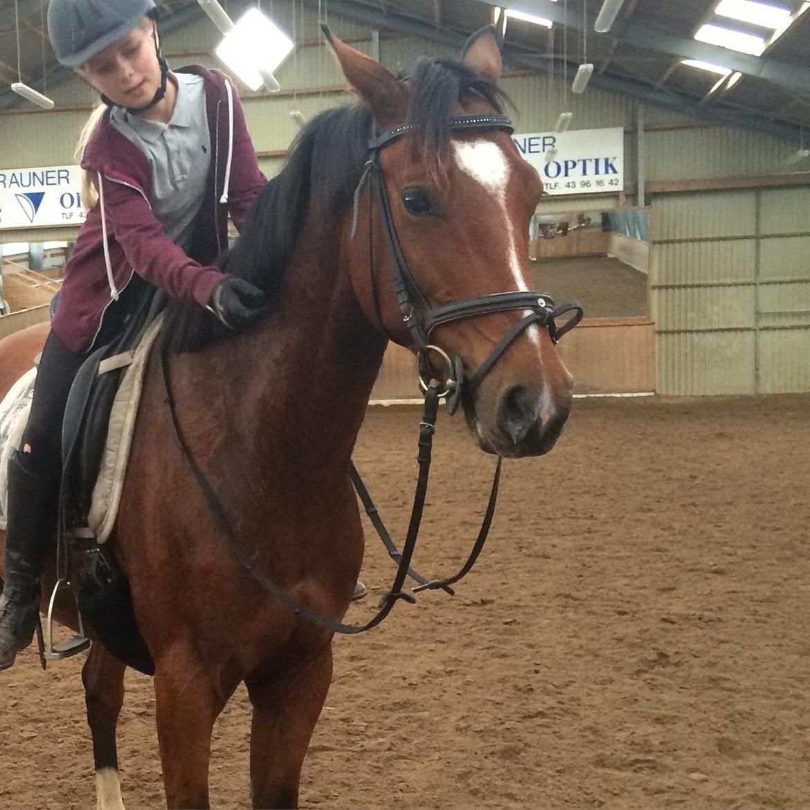 Fuldblod (XX) Skovkær's Pagazzo billede 19