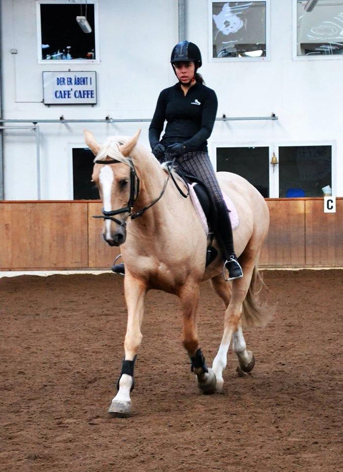 Palomino Lilja - Foto: Sofie Christensen billede 7