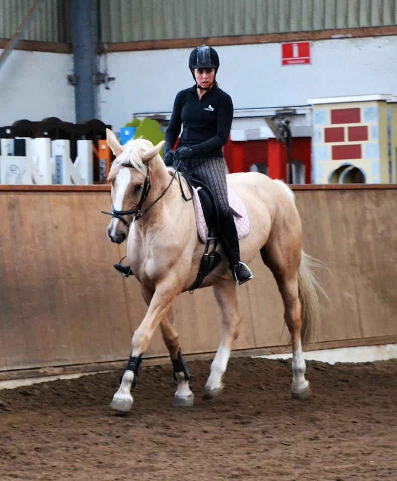 Palomino Lilja - Foto: Sofie Christensen billede 2