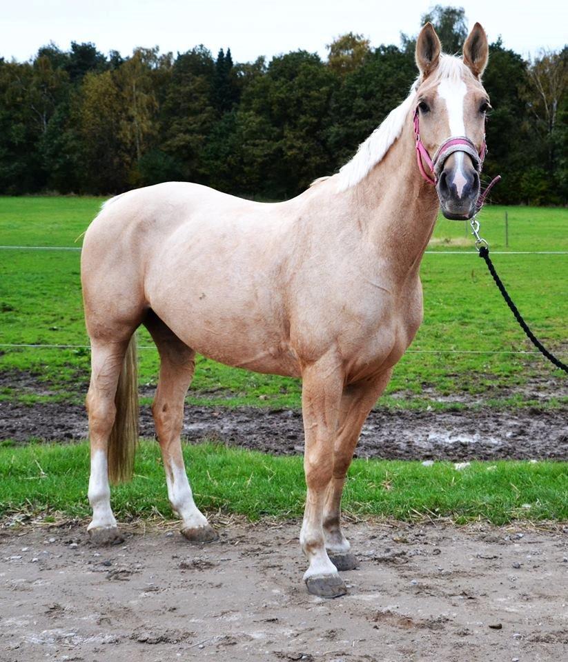 Palomino Lilja - Foto: Sofie Christensen billede 5