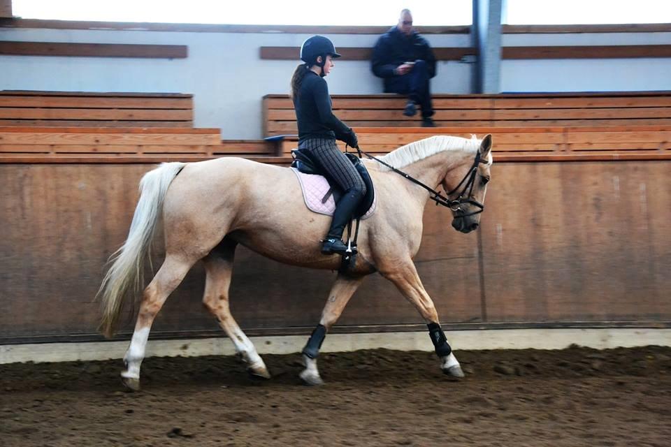 Palomino Lilja - Foto: Sofie Christensen billede 9