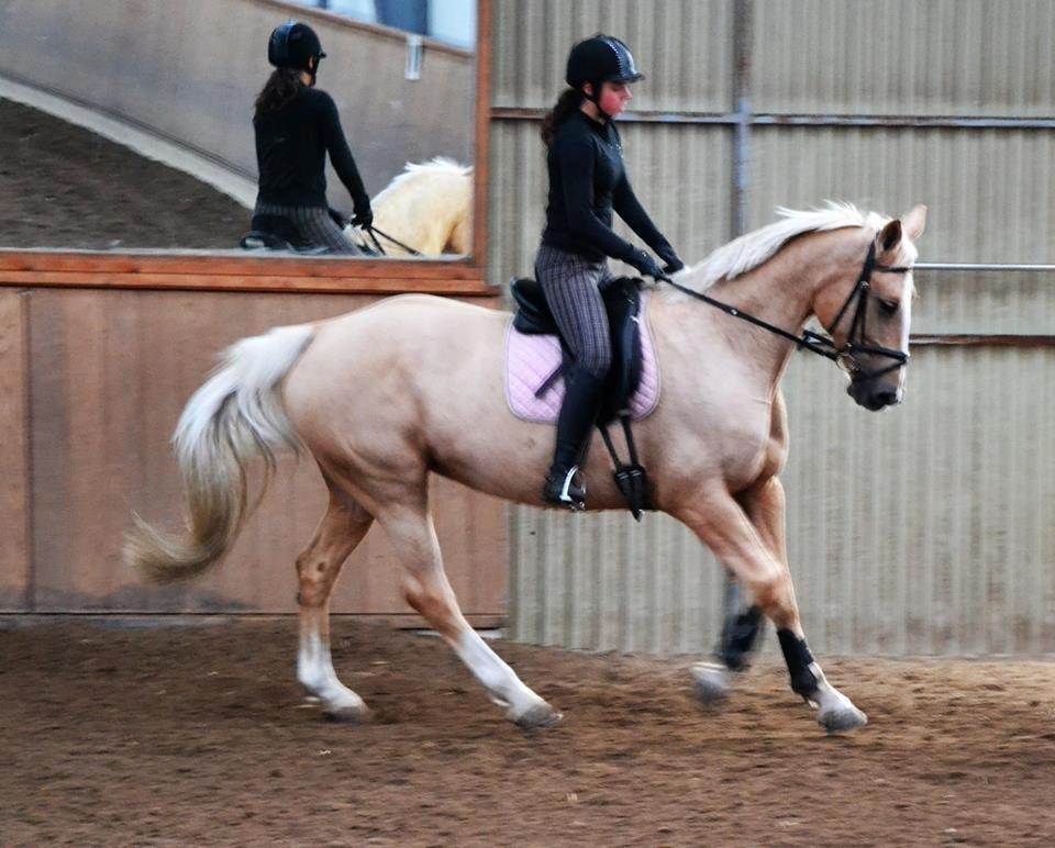 Palomino Lilja - Foto: Sofie Christensen billede 4