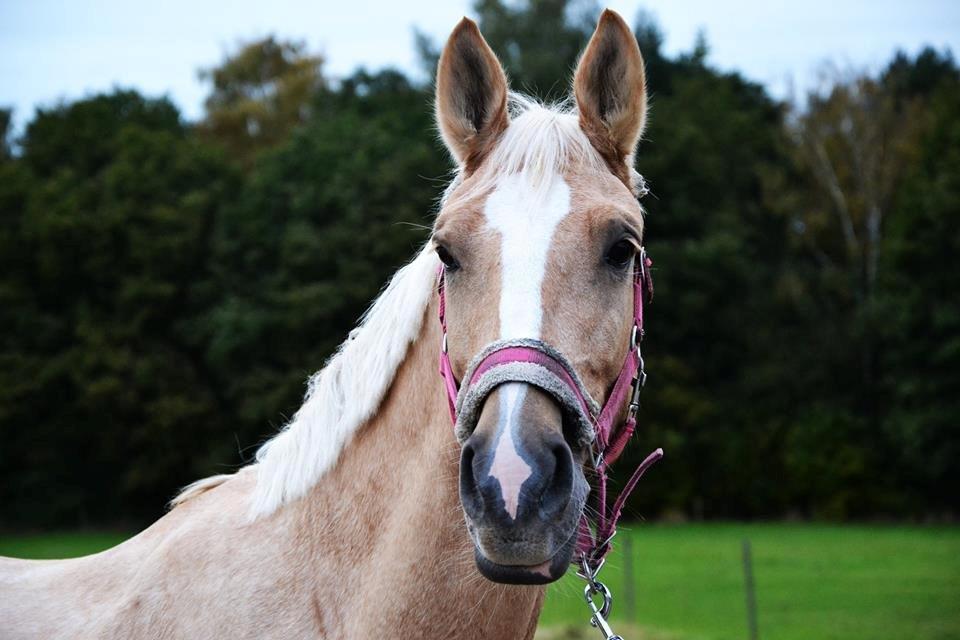 Palomino Lilja - Foto: Sofie Christensen billede 8
