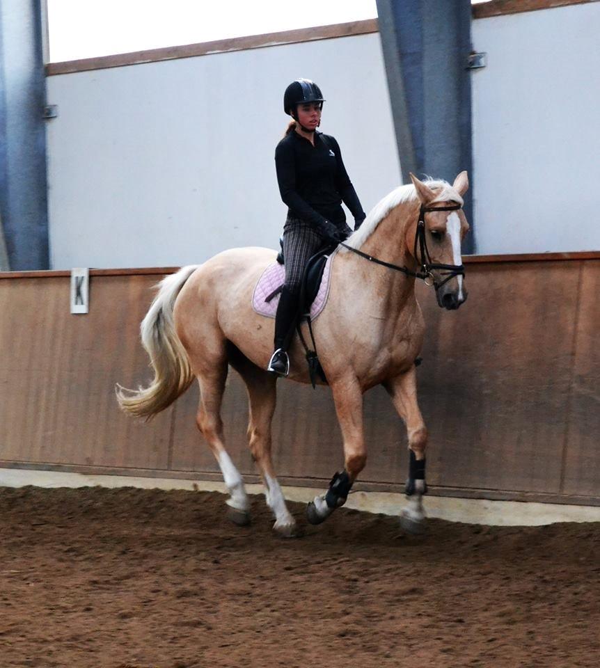 Palomino Lilja - Foto: Sofie Christensen billede 6
