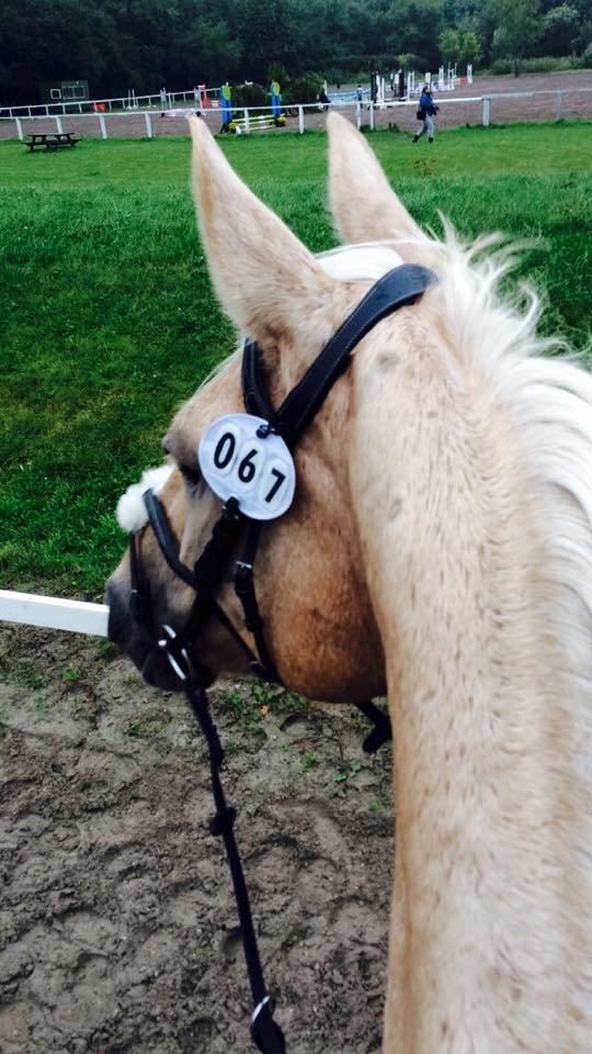 Palomino Lilja - Foto: Mig (Bettina Westh) billede 11