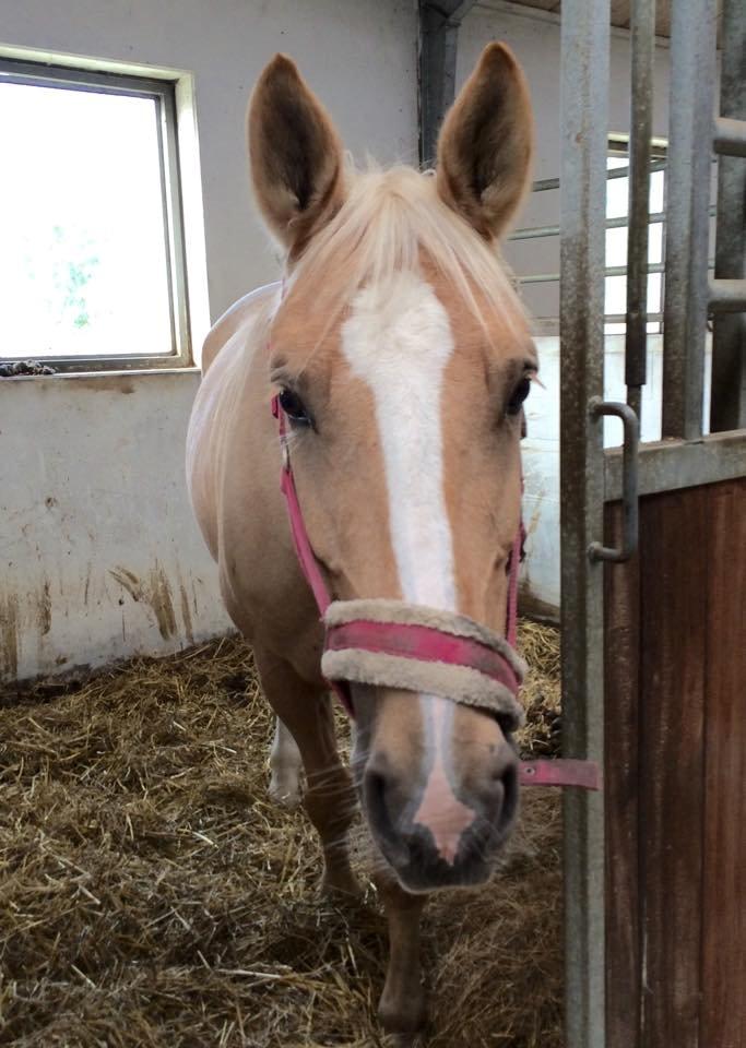 Palomino Lilja - Foto: Mig (Bettina Westh) billede 13