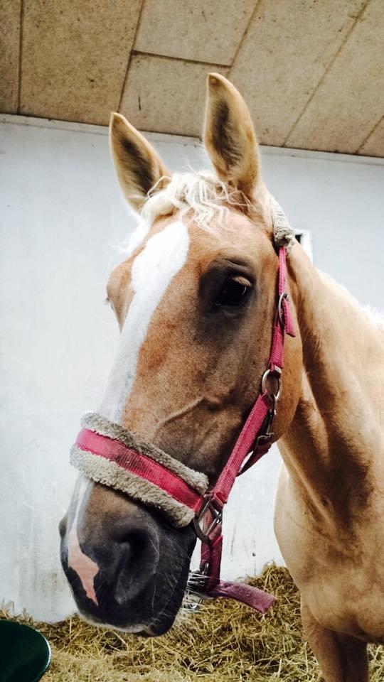 Palomino Lilja - Foto: Mig (Bettina Westh) billede 15