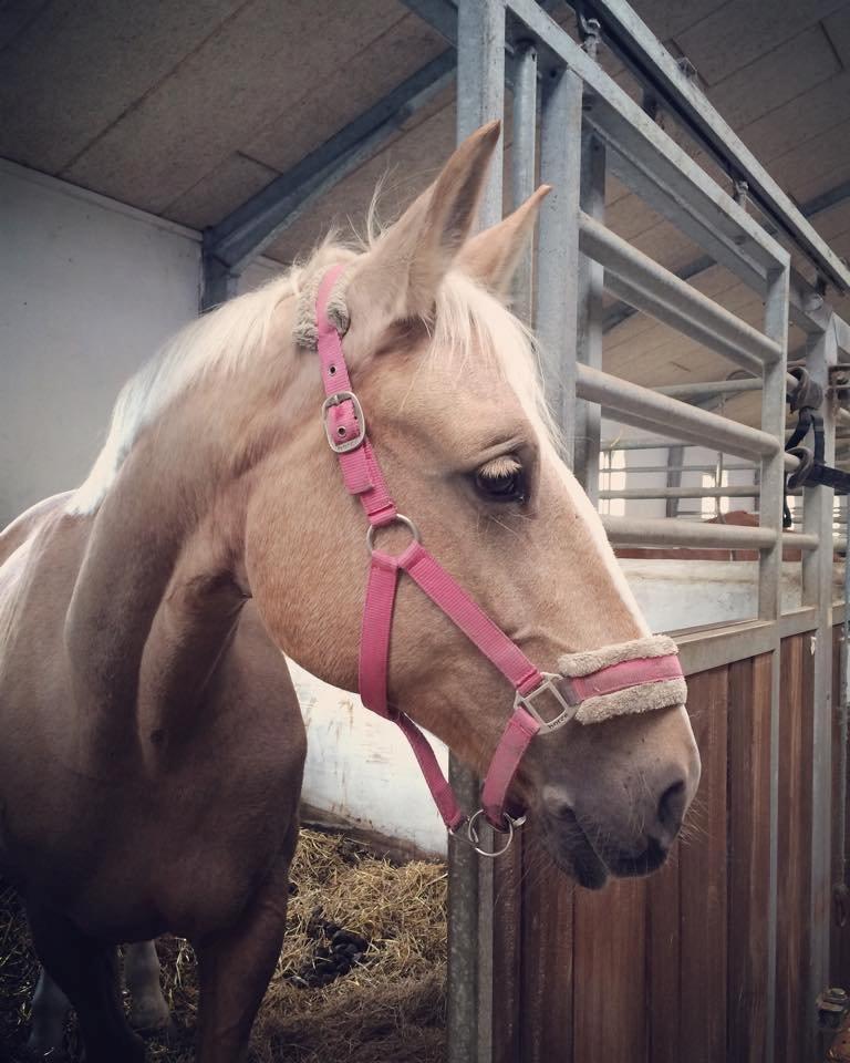 Palomino Lilja billede 16