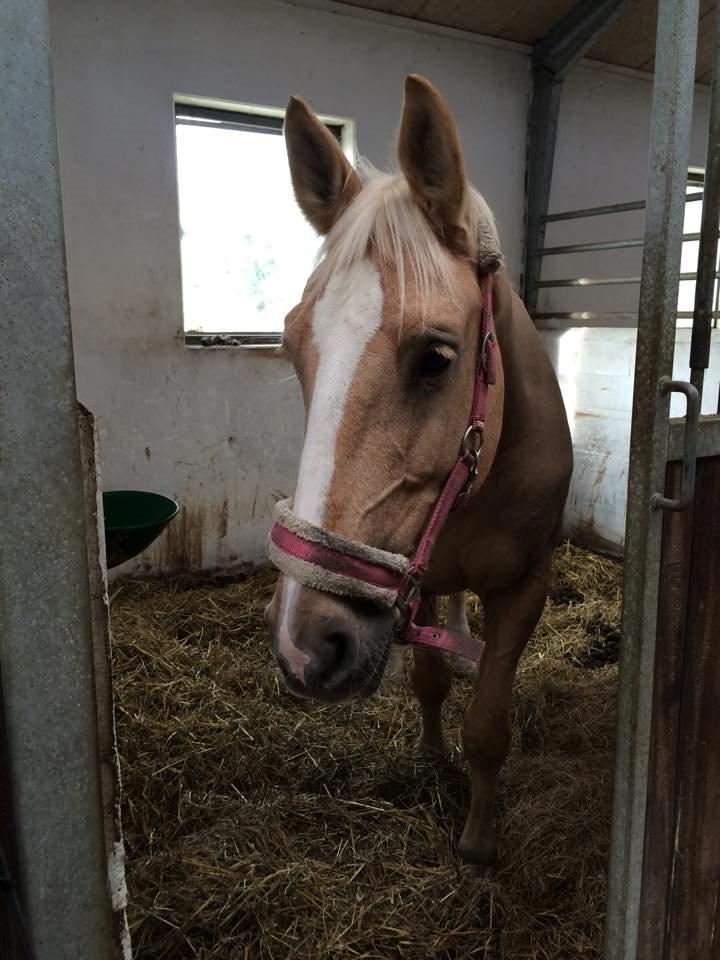 Palomino Lilja - Foto: Mig (Bettina Westh) billede 12