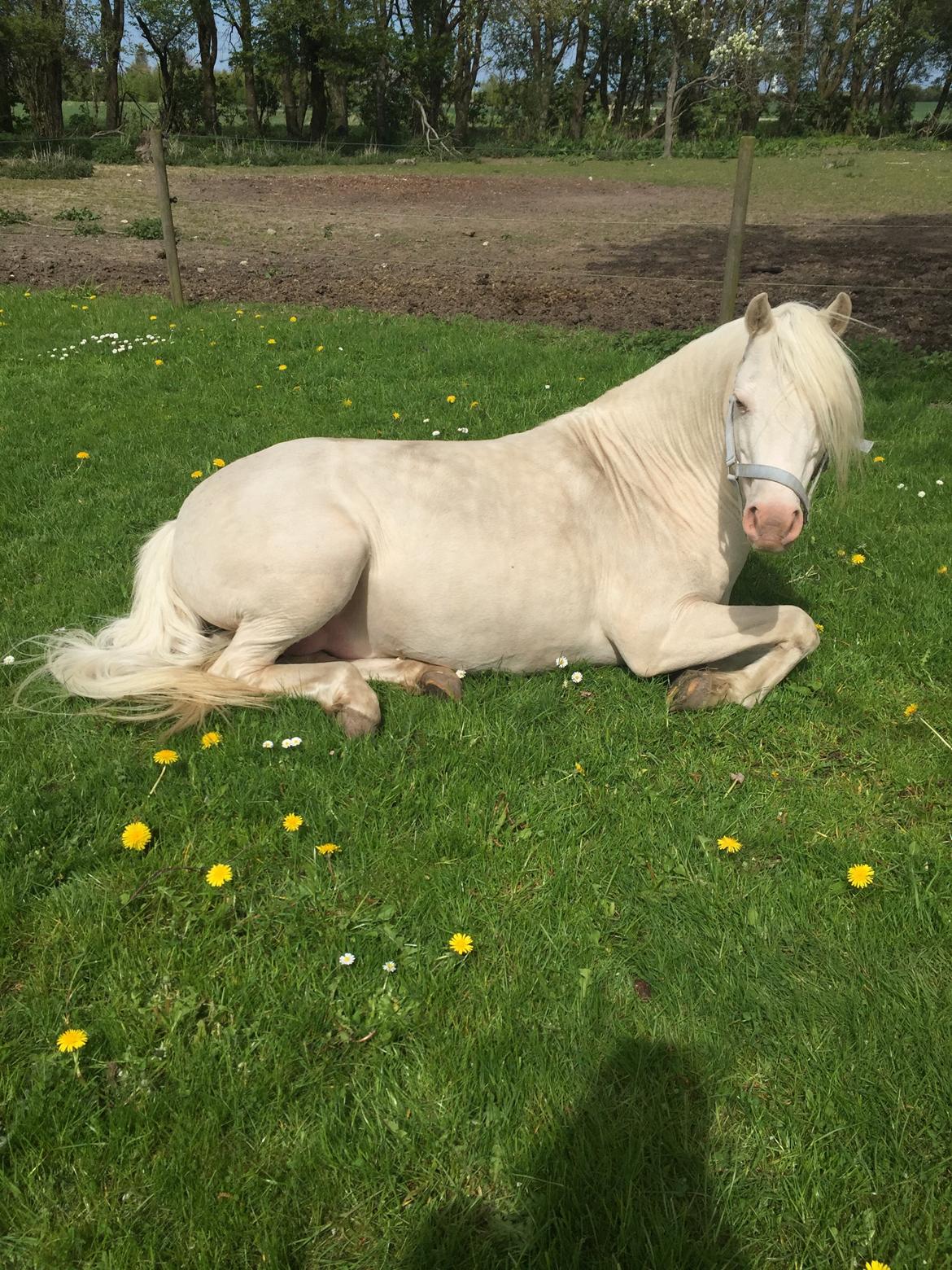 Welsh Pony (sec B) Aastrupgaards Safir •rest in paradise• billede 14
