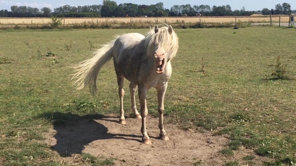 Welsh Pony (sec B) Aastrupgaards Safir •rest in paradise• billede 16