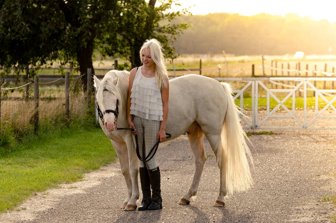 Welsh Pony (sec B) Aastrupgaards Safir •rest in paradise• billede 8