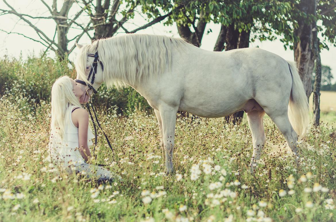 Welsh Pony (sec B) Aastrupgaards Safir •rest in paradise• billede 6