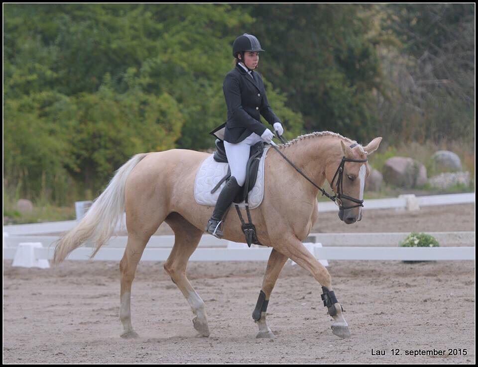 Palomino Lilja - Foto: Lau (Lau's Billeder) billede 17