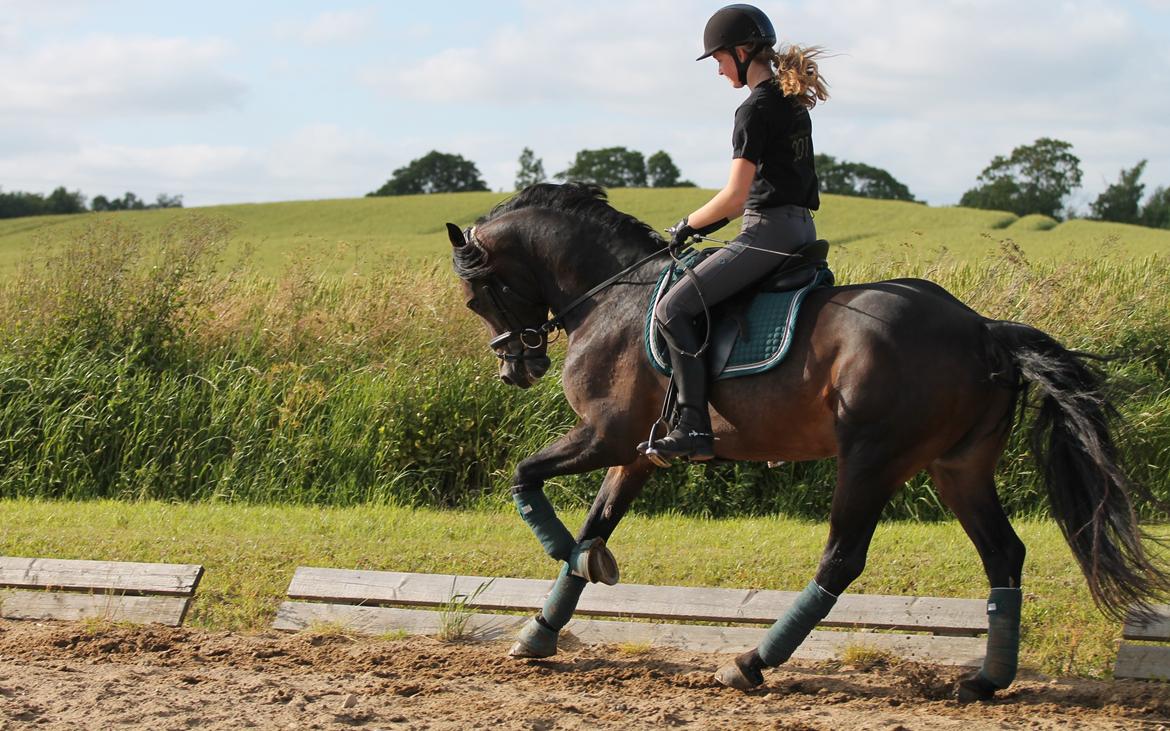 Welsh Cob (sec D) Fronerthig Revolution *A-pony* billede 10