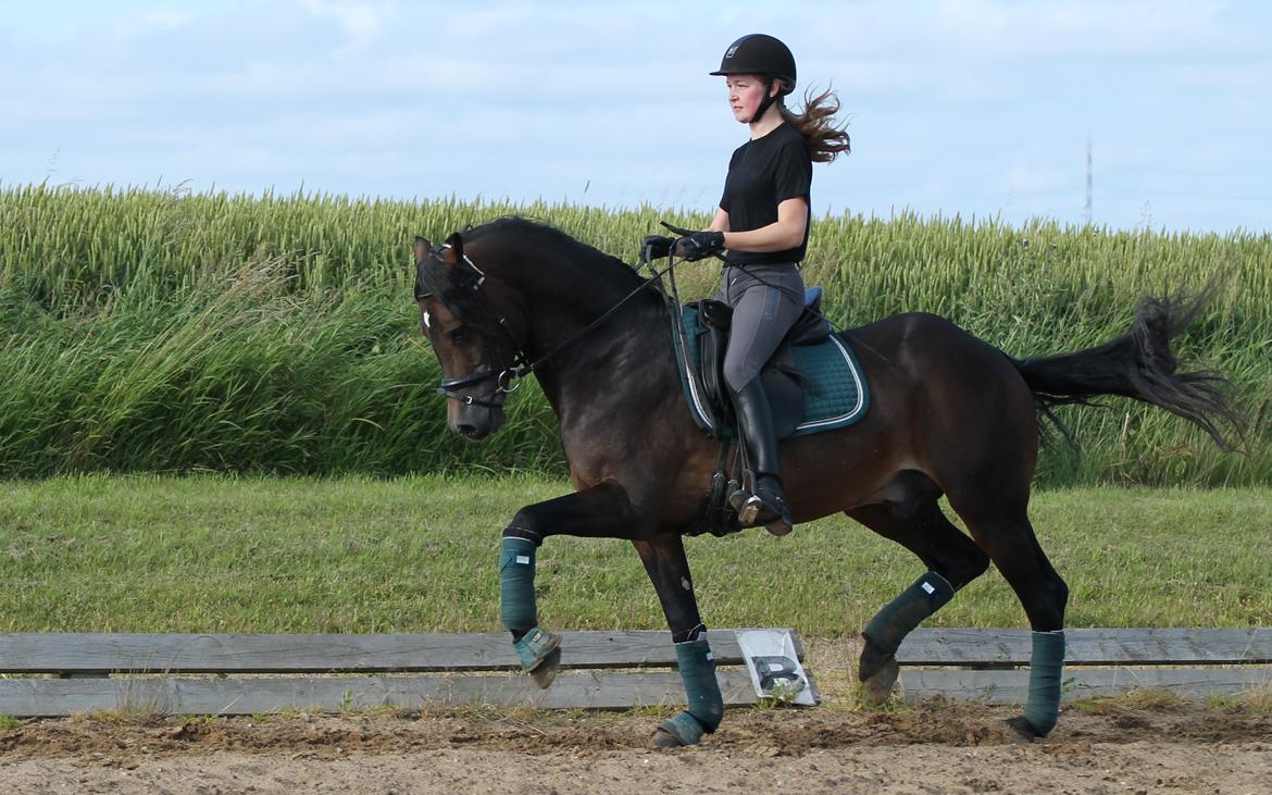 Welsh Cob (sec D) Fronerthig Revolution *A-pony* billede 1