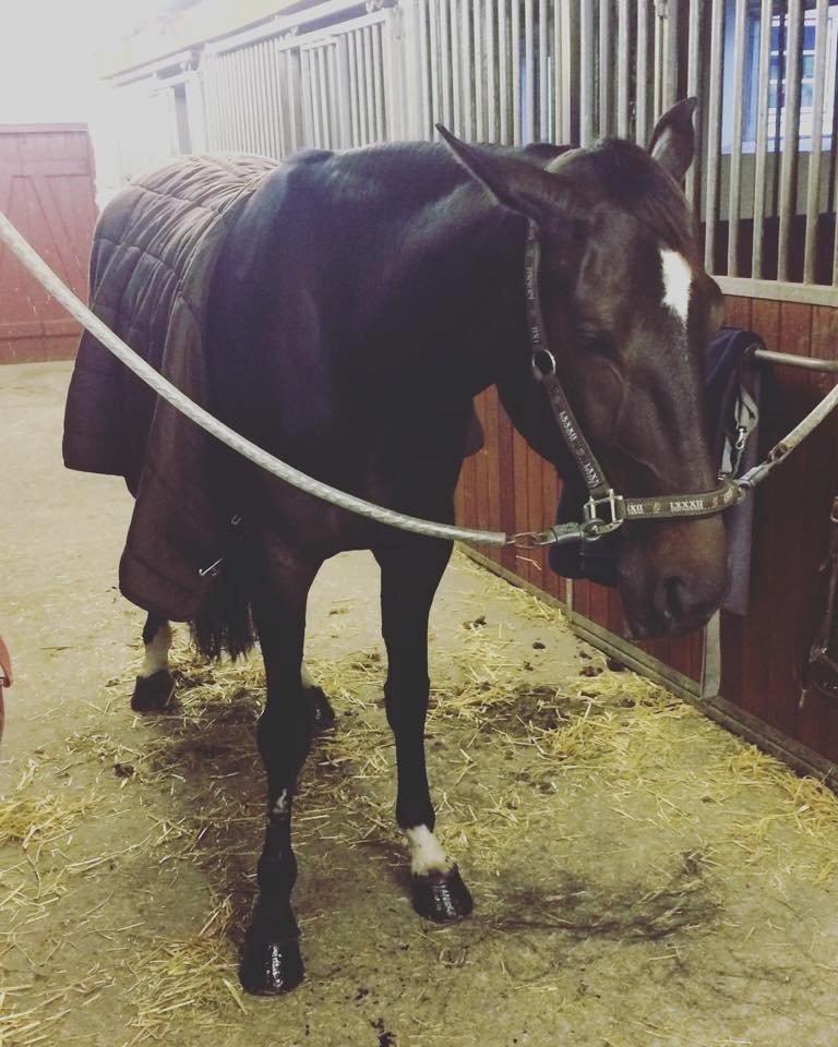 Traver Alica Gold  - Alica efter træning, helt færdig og snorkbobler på staldgangen :P vi skridtede altså kun i en time  billede 22