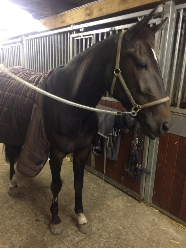 Traver Alica Gold  - Alica før træning, vågen og klar på løjer :D billede 21