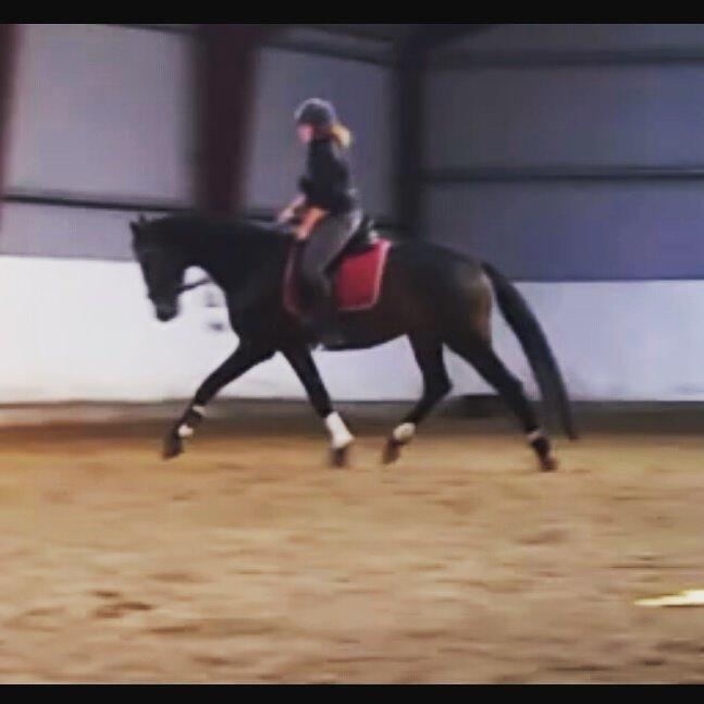Pinto Kilgast's sir donovan billede 9