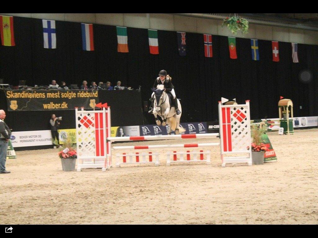 Anden særlig race William/Willy billede 3