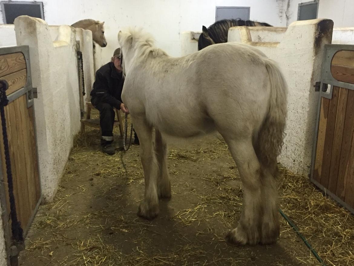 Irish Cob Hauge´s Dusty Cream billede 13